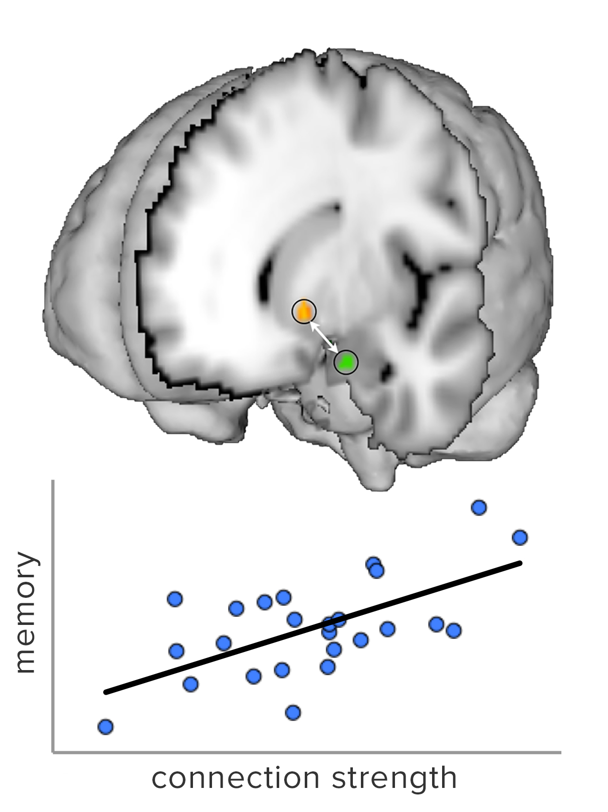 Image of braing highlighting connection between activity in the striatum and hippocampus, and graph that shows how strength of connection enhances memory in adolescents