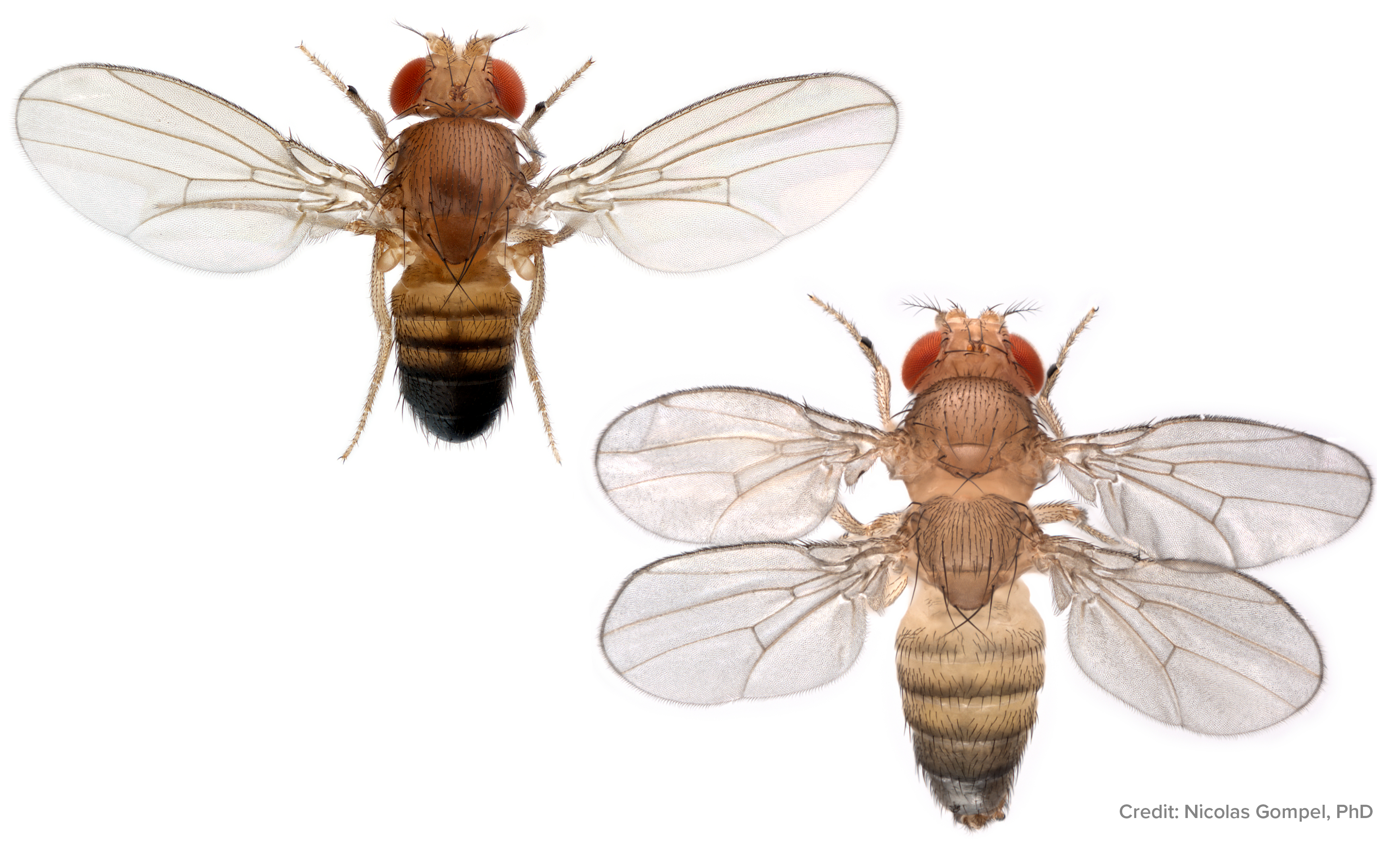 Flies with Four Wings? Investigating Genes that Pattern Animal Bodies |  Columbia | Zuckerman Institute