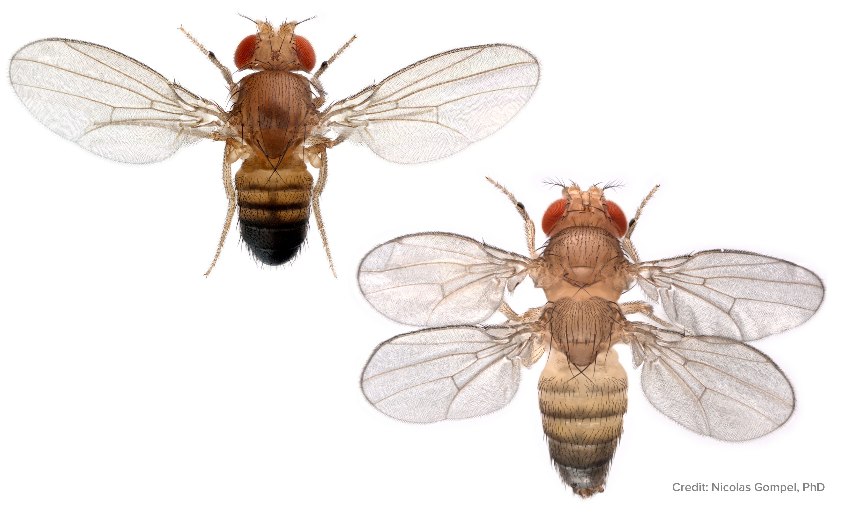 Snapshot of eye development in the fruit fly