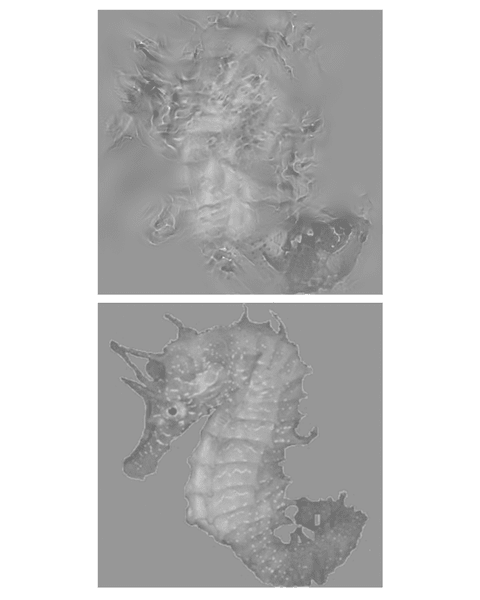 A distorted image of a seahorse, followed by a clear image of a seahorse