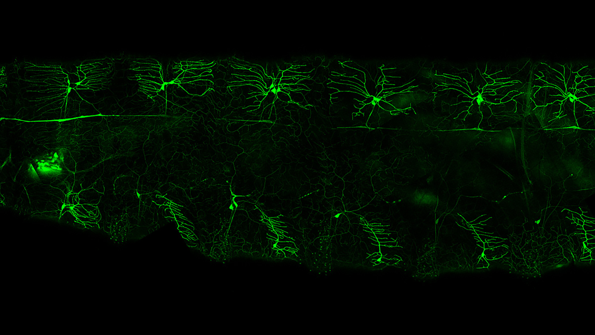 Flies evade your swatting thanks to sophisticated vision and neural