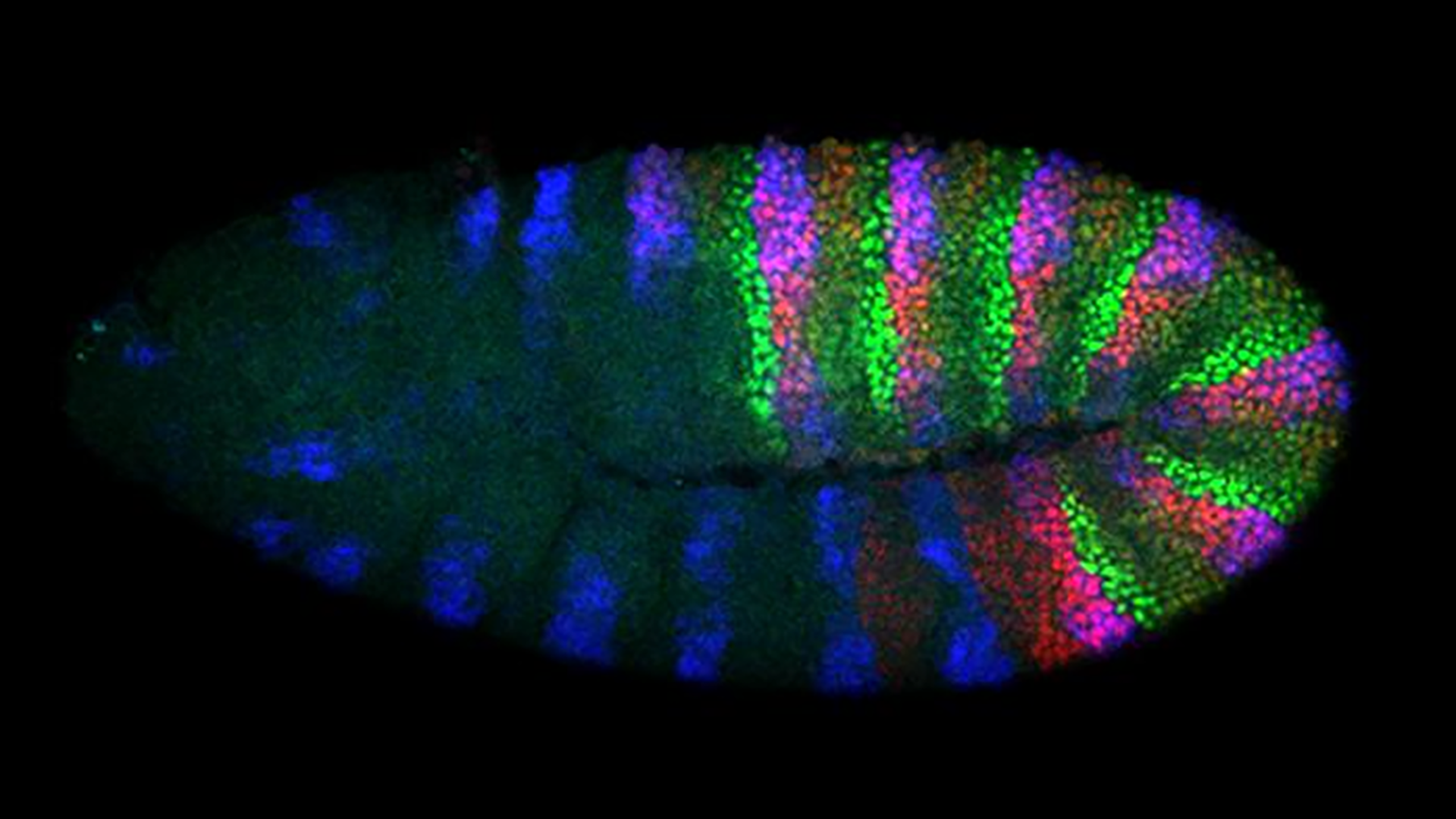 Fruit flies: Summer pests or scientific marvel?