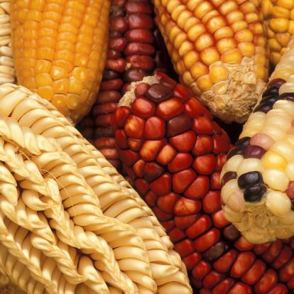 Genetic Diversity in Corn