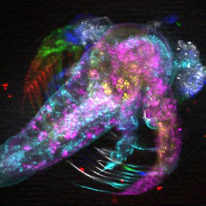 Sequential 7 plane imaging of flourescently labelled brine shrimp
