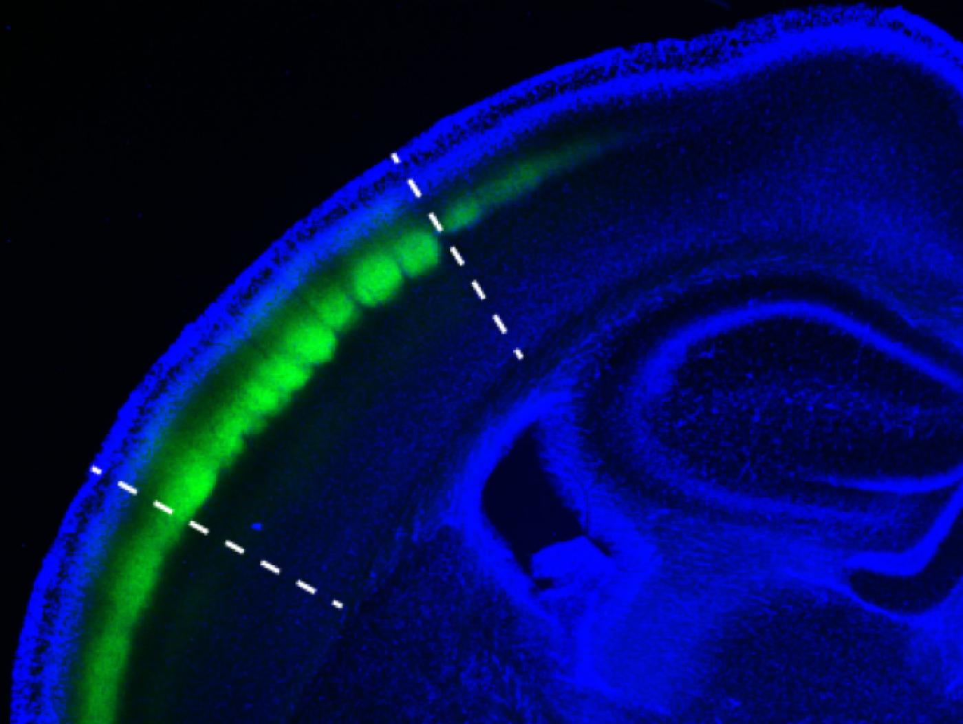 Cross section of the barrel cortex (outlined with white dashes) taken from the brain of a mouse (Credit: Y. Kate Hong/Bruno lab/Columbia's Zuckerman Institute)
