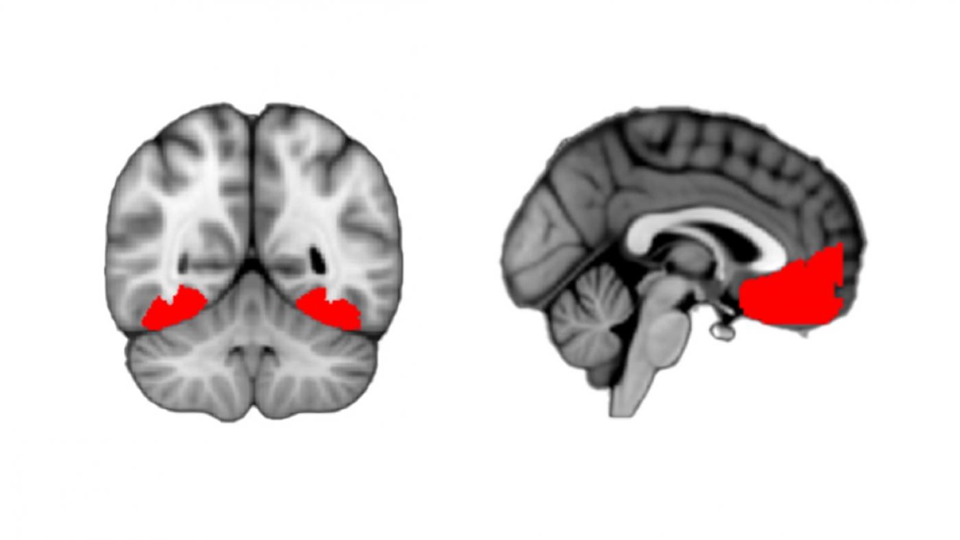 脳画像研究により、好奇心の芽生えが明らかになる(Brain-Imaging Study Reveals Curiosity as it Emerges)