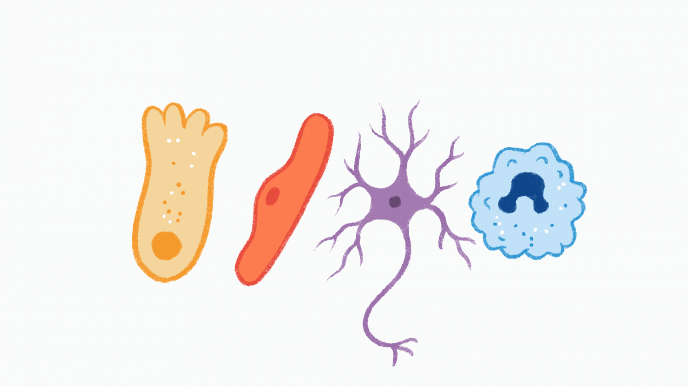 Protein Droplets Help Organize Fly Brain Cell Development