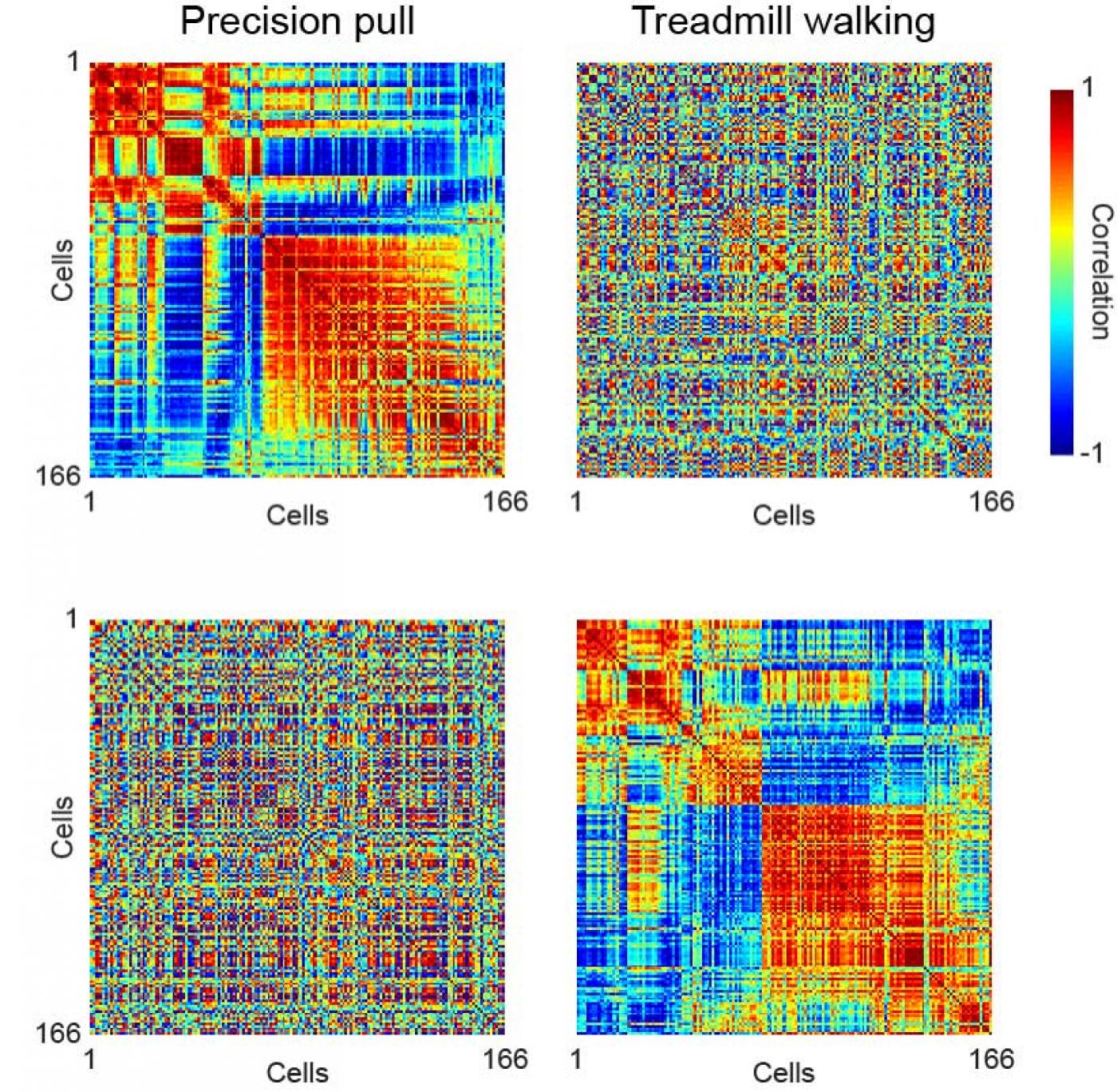 Mathematical visualizations, or matrices, of the correlations of neural activity in the same mouse during each of the two tasks.