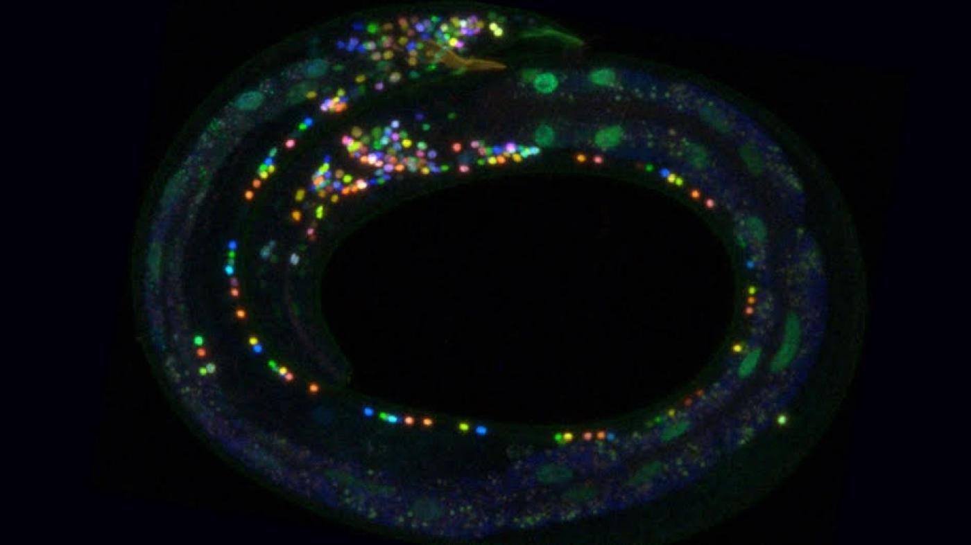 Scientists Paint Multicolor Atlas of Worm Nerve Cells | Columbia