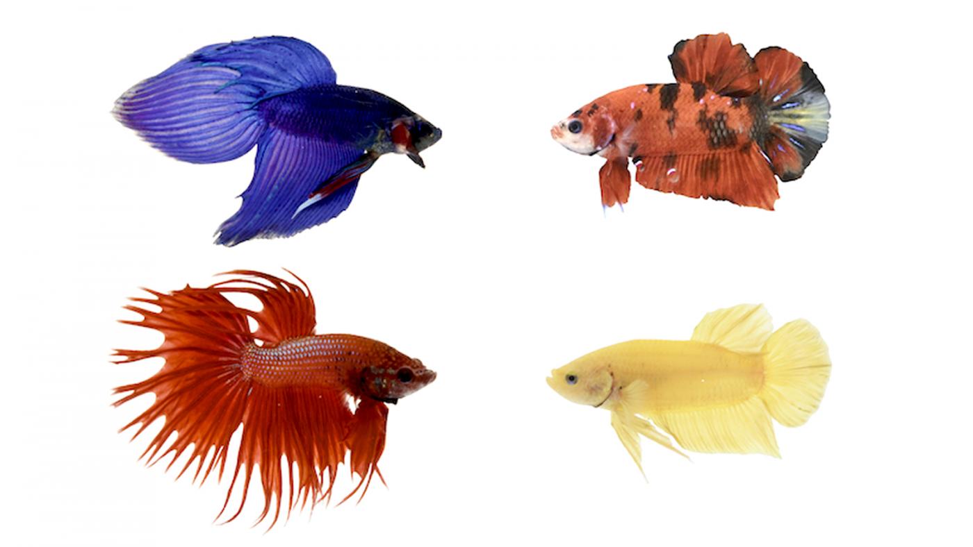 Mental Landscapes Introducing the Betta Fish Columbia Zuckerman Institute