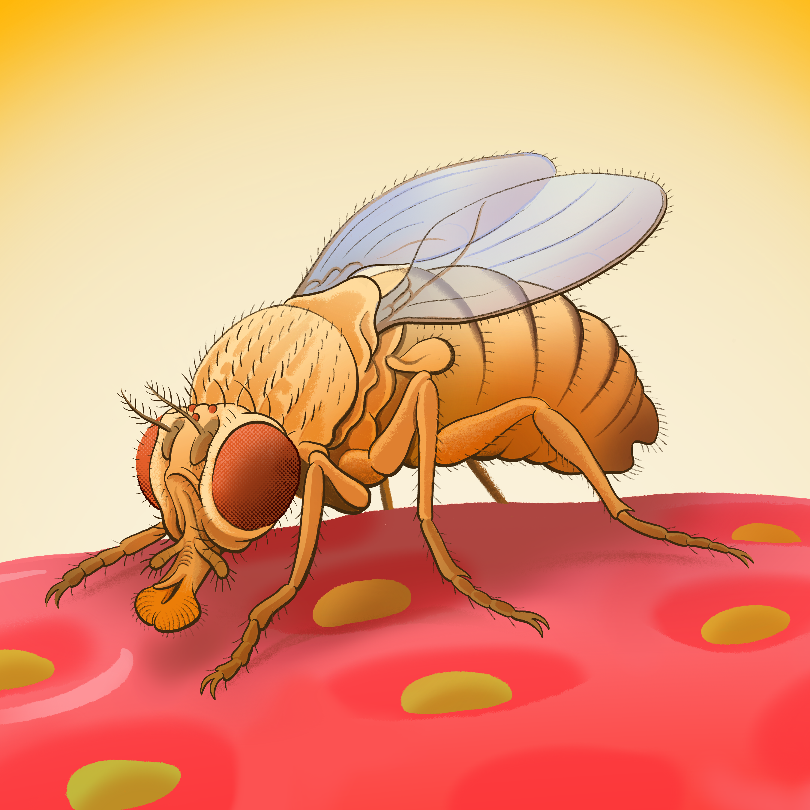 Summer Pest or Scientific Marvel? | Columbia | Zuckerman Institute