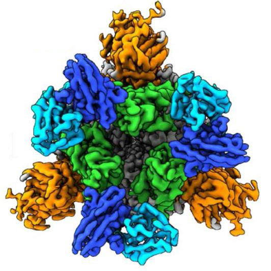 hoShapiro_sars-cov-2_antibodies_square.jpg